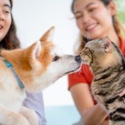dog-kiss-cat-and-take-care-by-two-pretty-girl-in-t-2025-03-05-03-13-42-utc (1)
